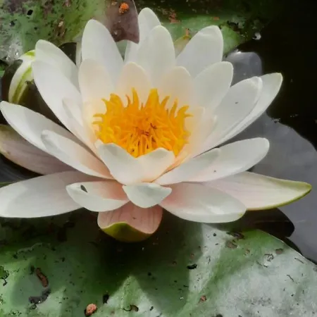 Les Etangs Du Moulin D'harcy Vendégház Lonny